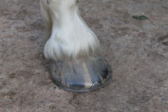 hoof